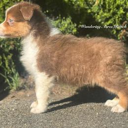 Hershey- rtm7 - Red tri-color male Australian Shepherd puppy in Chehalis, Washington from Wandering Acres Ranch