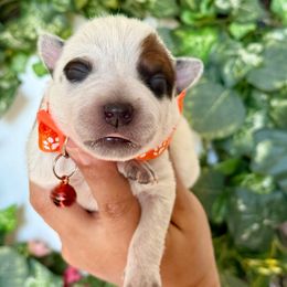 Oliver AKC - Red speckled male Australian Cattle Dog puppy in Sahuarita, Arizona from A2 Australian Cattle Dogs