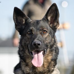 Iggy - German Shepherd