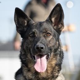 Iggy - German Shepherd
