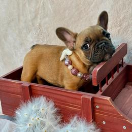 Bunkhouse Litter-Mia - Fawn female French Bulldog puppy in Kalispell, Montana from Grace & Grit Frenchies