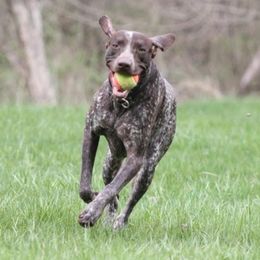 Gator - German Shorthaired Pointer