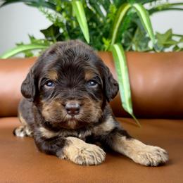 Dallas - Chocolate male Cavapoo puppy in Huntington, West Virginia from McCloud’s Poodles & Doodles