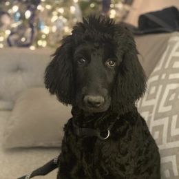 Goldendoodles from Amanda Taylor