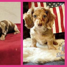 Dachshund Puppies from Always Faithful Dachshunds