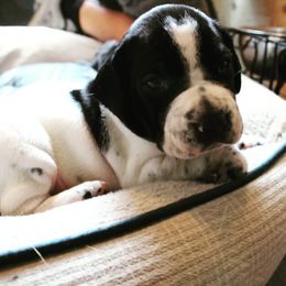 German Shorthaired Pointer and Pointer Puppies from Bishop Kennels