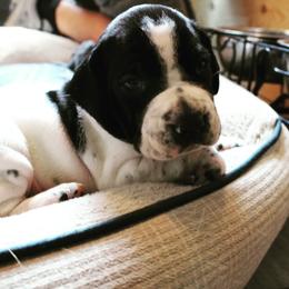 German Shorthaired Pointer and Pointer Puppies from Bishop Kennels