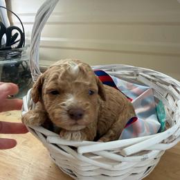 Cane - Red  male Goldendoodle puppy in Cherry Tree, Pennsylvania from Plum Creek Acres Next Generation