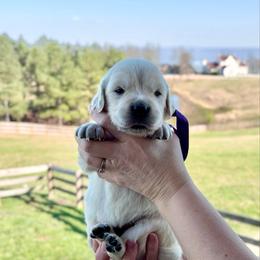 Miss Purple - Light golden female Golden Retriever puppy in Jasper, Tennessee from Suncoast Goldens