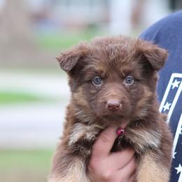 Pesto (Pink) - Liver female German Shepherd puppy in Garrett, Indiana from Devil-Dog Shepherds