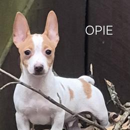 Opie - White and lemon male Teddy Roosevelt Terrier puppy in Murray, Kentucky from Froschwald German Shepherds and Xanadu Teddy Roosevelt Terriers