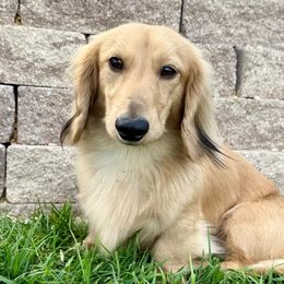 Dachshunds from Smokey Pines Dachshunds