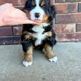 Saint Nicholas - Black rust and white male Bernese Mountain Dog puppy in Owasso, Oklahoma from Kallams Bernedoodles & Bernese Mountain Dogs