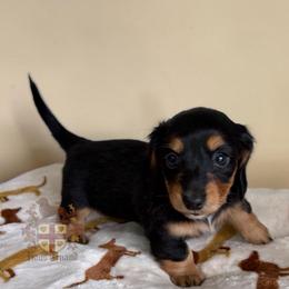 Musa AKC PET ONLY - Black and tan female Dachshund puppy in Miami, Florida from Haus Ernand Dachshunds