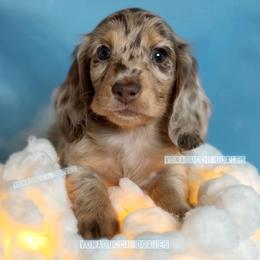 Boeing - Dapple male Dachshund puppy in Chandler, Arizona from Vonaducci Doxies, LLC.