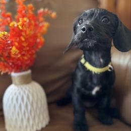 Willow (black and white female) - Black and white female Companion Cross puppy in Waldron, Arkansas from Kay’s Cutie Poos