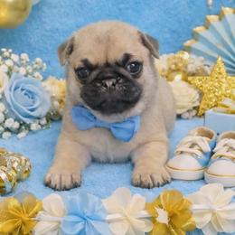 Fawn Boy - Fawn male Pug puppy in Tulsa, Oklahoma from Locust Creek Pugs