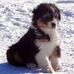 Australian Shepherd Puppies from NorthRidge Australian Shepherds