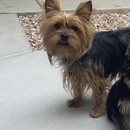 Yorkshire Terriers from Yorkies in AZ