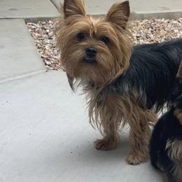 Yorkshire Terriers from Yorkies in AZ
