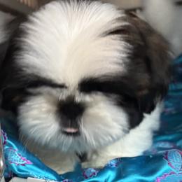 BOY 1 - Red and white male Shih Tzu puppy in Centralia, Washington from FRUFFLES SHIH TZUS