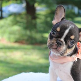 French Bulldog Puppies from Luvia Anderson