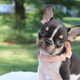 French Bulldog Puppies from Luvia Anderson