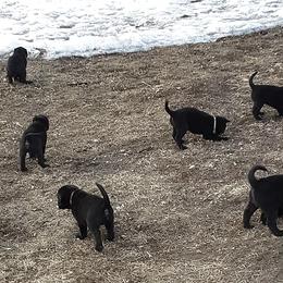 Labrador Retrievers from Foundation Retrievers