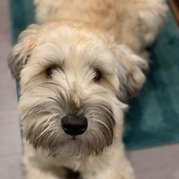 Daphne - Soft Coated Wheaten Terrier