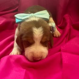 Girl 3 - Red and white female Beagle puppy in Dime Box, Texas from Kuehlers Kavaliers