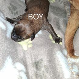 Apricot Boy - Apricot male Mastiff puppy in Uhrichsville, Ohio from Angela's Mastiffs