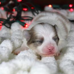 AKC Puma - Cream sable parti male Pomeranian puppy in Albany, Indiana from Hatz Off Puppies