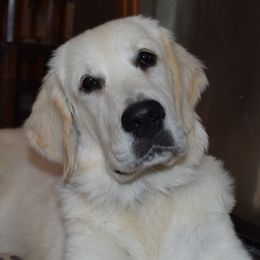 Maui - Golden Retriever
