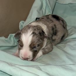 Hank - White and blue merle male Border Collie puppy in Henagar, Alabama from Ridge Kap Border Collies
