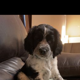 English Springer Spaniel Puppies from Hometown Springers