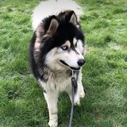 Prince - Siberian Husky