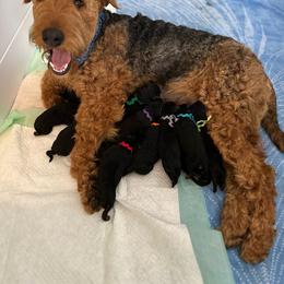 Bailey - Black and tan female Airedale Terrier puppy in Huntsville, Arkansas from Airedale Acres
