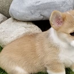 Pembroke Welsh Corgis from Peakaview Corgis