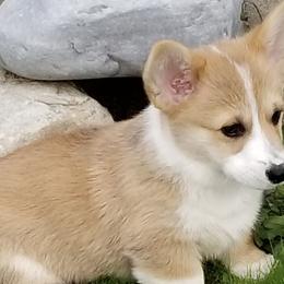 Pembroke Welsh Corgis from Peakaview Corgis