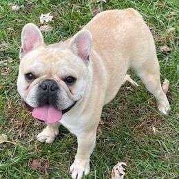 Boggie - French Bulldog