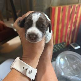 Storm - Brown and gray female Wirehaired Pointing Griffon puppy in Grangeville, Idaho from Happy Hollow Griffons