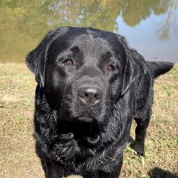 Redding - Labrador Retriever