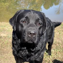 Redding - Labrador Retriever
