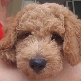 Goldendoodle Puppies from We R Mini Doodles