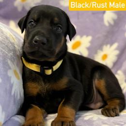 Yellow Collar - Black and rust male Doberman Pinscher puppy in Lake City, Florida from Paintedcrazy Doberman Pinchers