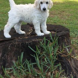 Poodle Puppies from Ocala Standard Poodles