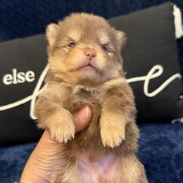 Ganache - Chocolate and tan male Pomeranian puppy in Jackson, New Jersey from Peapod Pomeranians