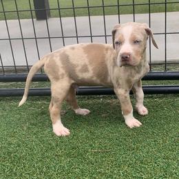 Maroon Collar Male - Blue merle male Catahoula Leopard Dog puppy in Gadsden, Alabama from Rich Cat’s