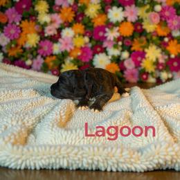Lagoon - Black tri-color female Aussiedoodle puppy in Ellenburg Center, New York from Kristin's Puppies