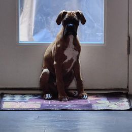 Boxer Puppies from SmashBox Kennel
